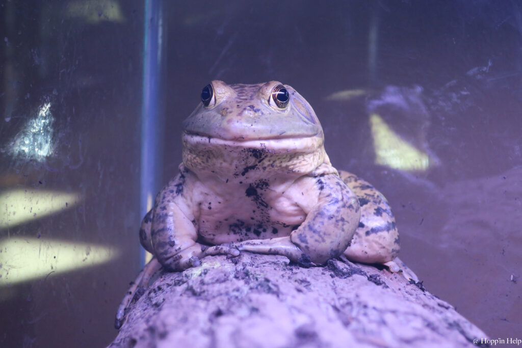 African Bullfrog Care, Feeding and Terrarium Design