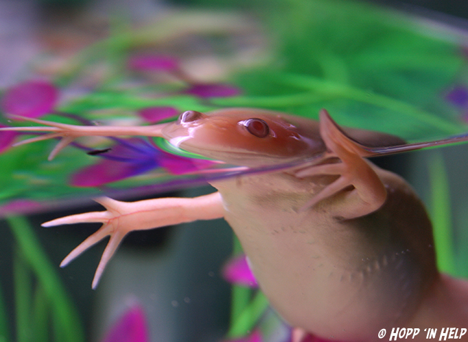 pink frog underwater”