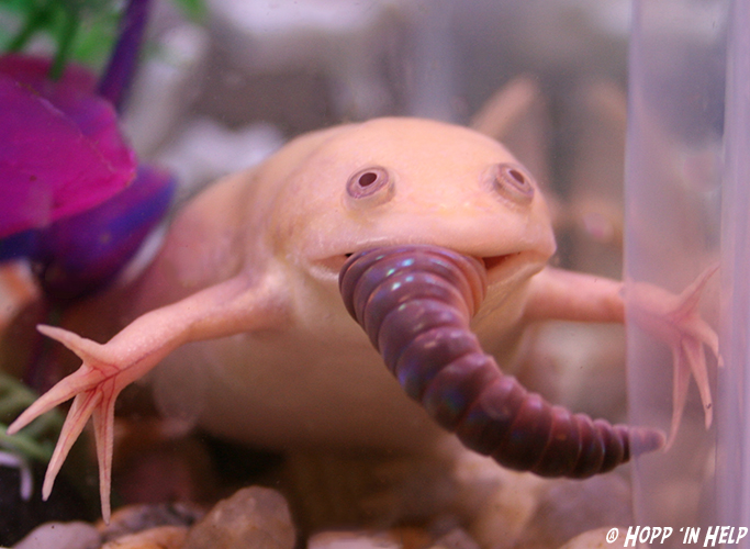 Albino store water frog