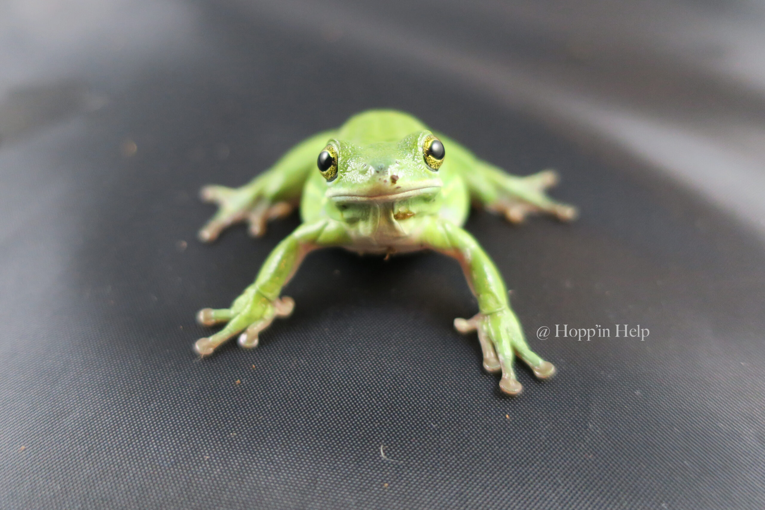 Green Tree Frog Care Sheet - Hopp'in Help