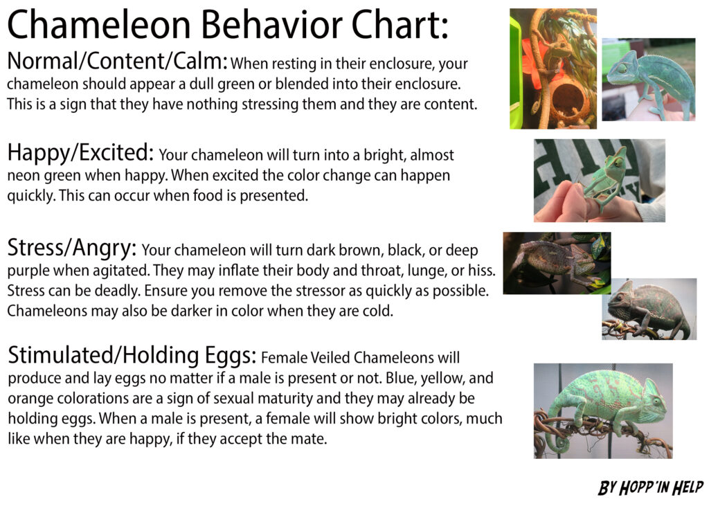 Why Do Chameleons Change Color and How Do They Do It? - Color Meanings