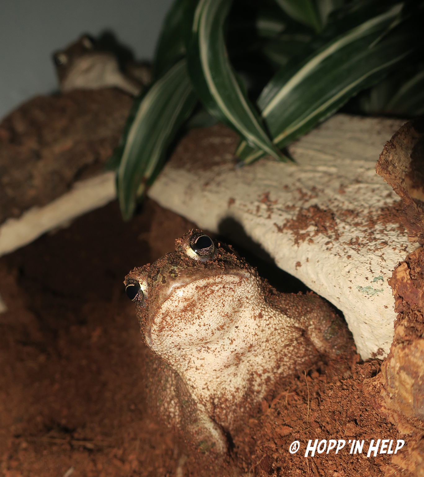 Great Plains Toad Care Sheet Hopp in Help