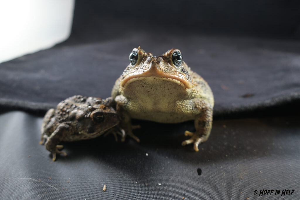 Southern Toad Size: Unveiling the Fascinating Facts!