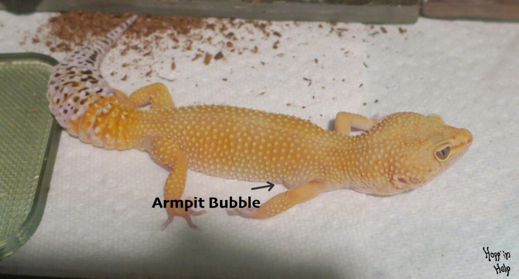 Leopard geckos (and most reptiles) require a heat gradient in