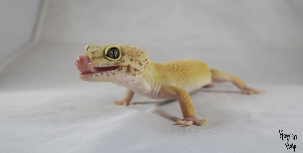 Leopard Gecko Care Sheet - Hopp'in Help