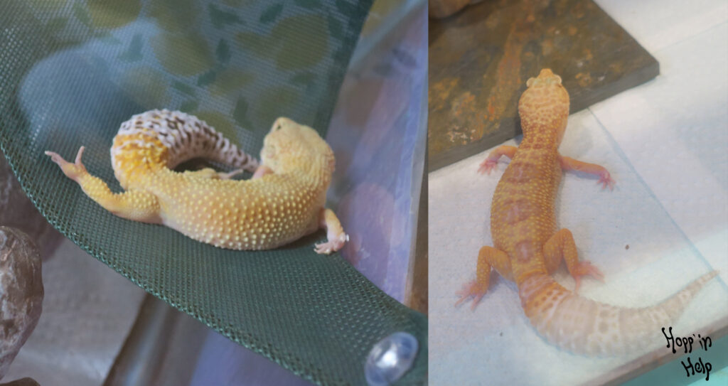 Leopard geckos (and most reptiles) require a heat gradient in