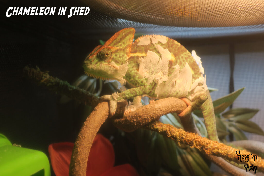 Veiled Chameleon Care Sheet - Hopp'in Help