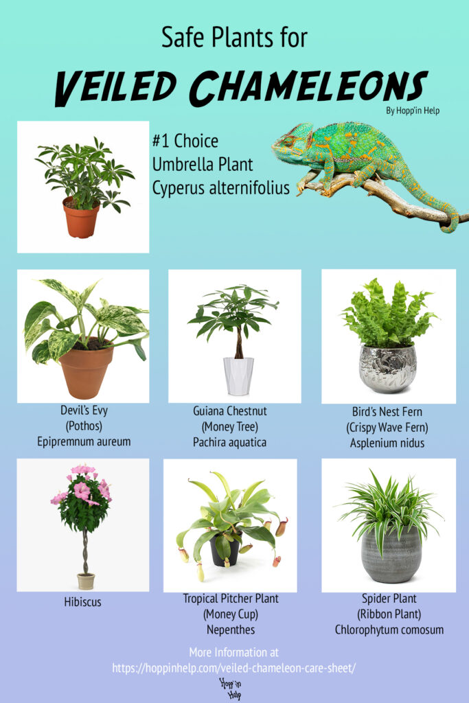 10 Safe & Non-toxic Plants For Chameleons - ReptileStartUp.com