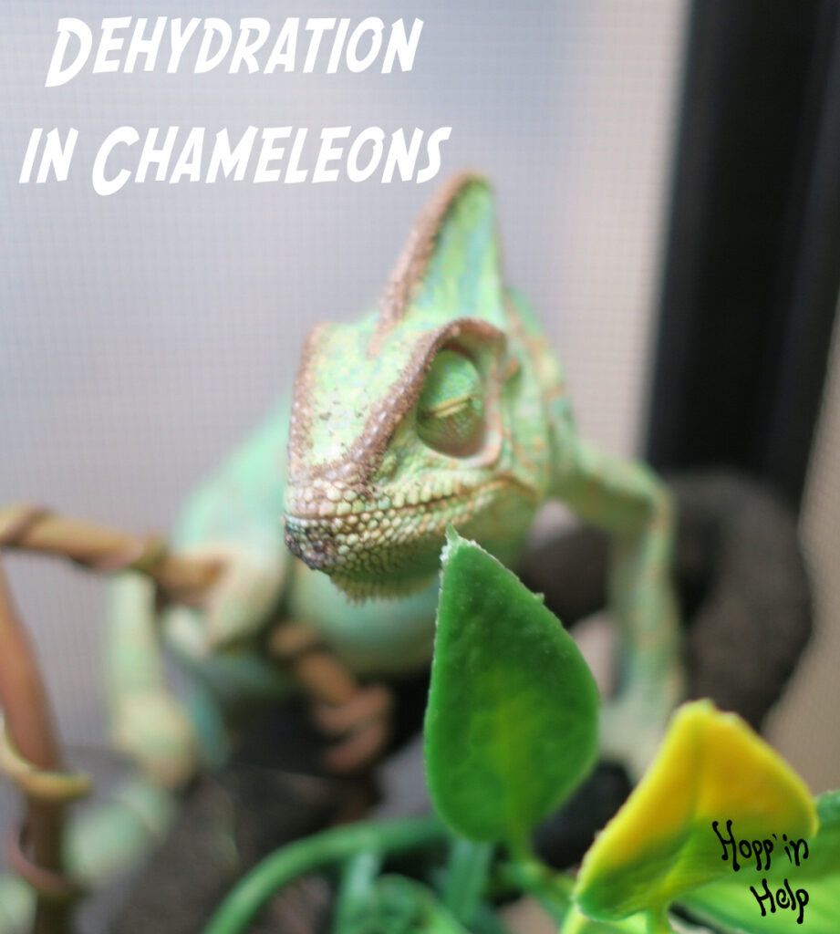 Veiled Chameleon Care Sheet - Hopp'in Help