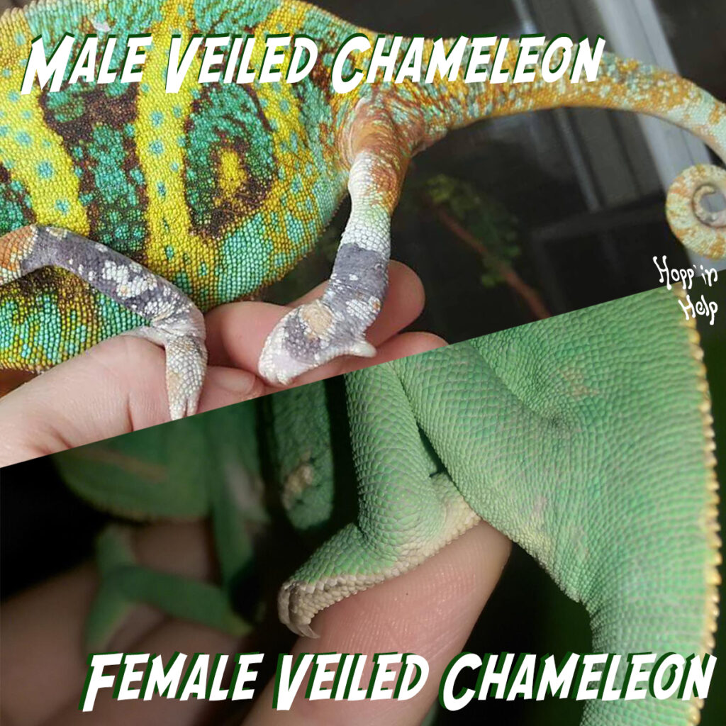 Veiled Chameleon Care Sheet - Hopp'in Help