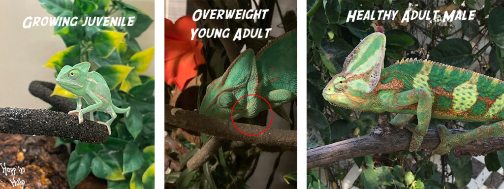 Veiled Chameleon Care Sheet - Hopp'in Help