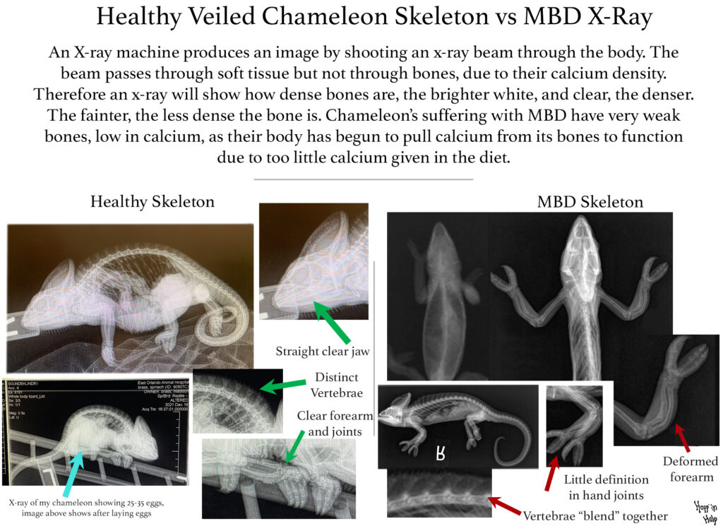 Veiled Chameleon Care Sheet - Hopp'in Help