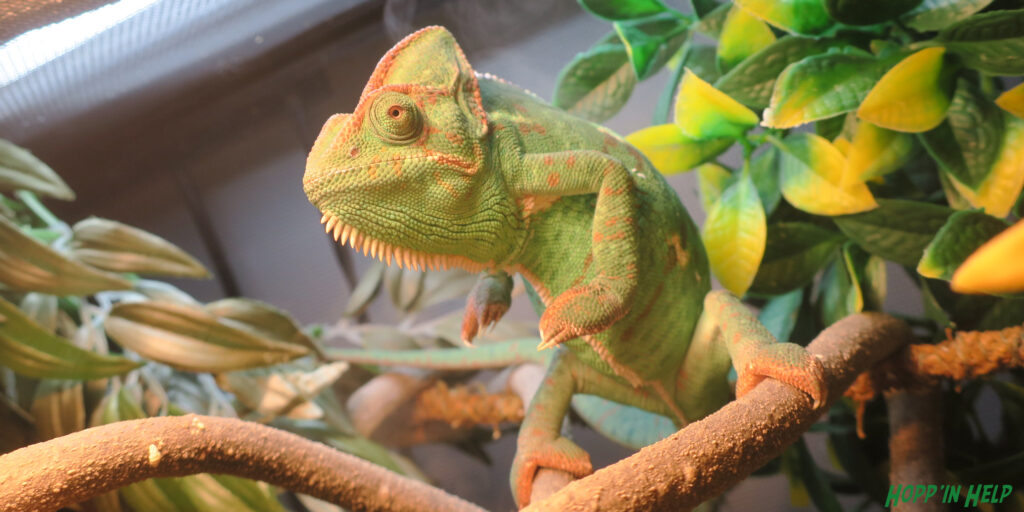 Veiled chameleon clearance supplies