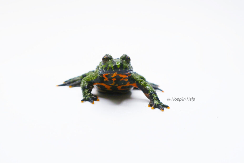 Fire Bellied Toad Care Sheet Hopp in Help