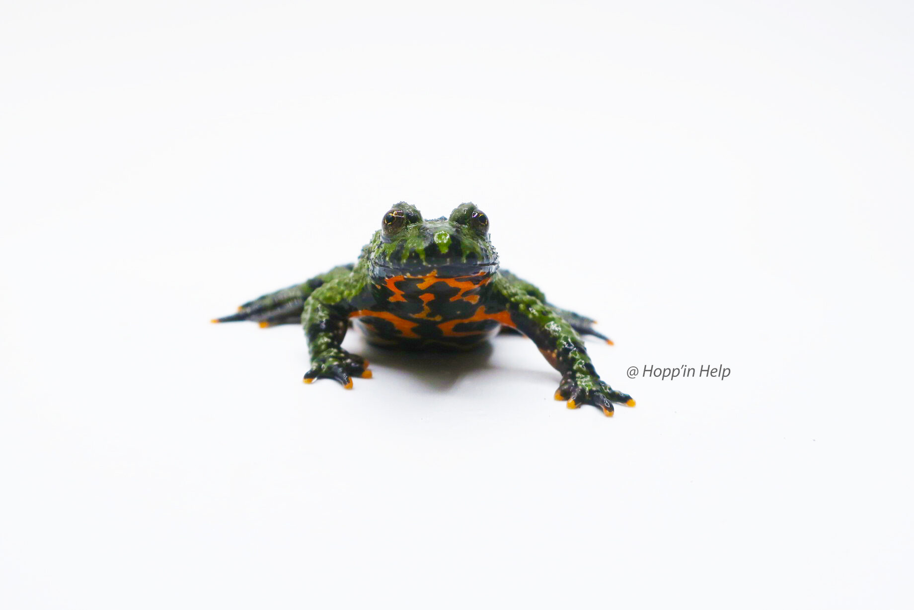 Fire belly hot sale toad size