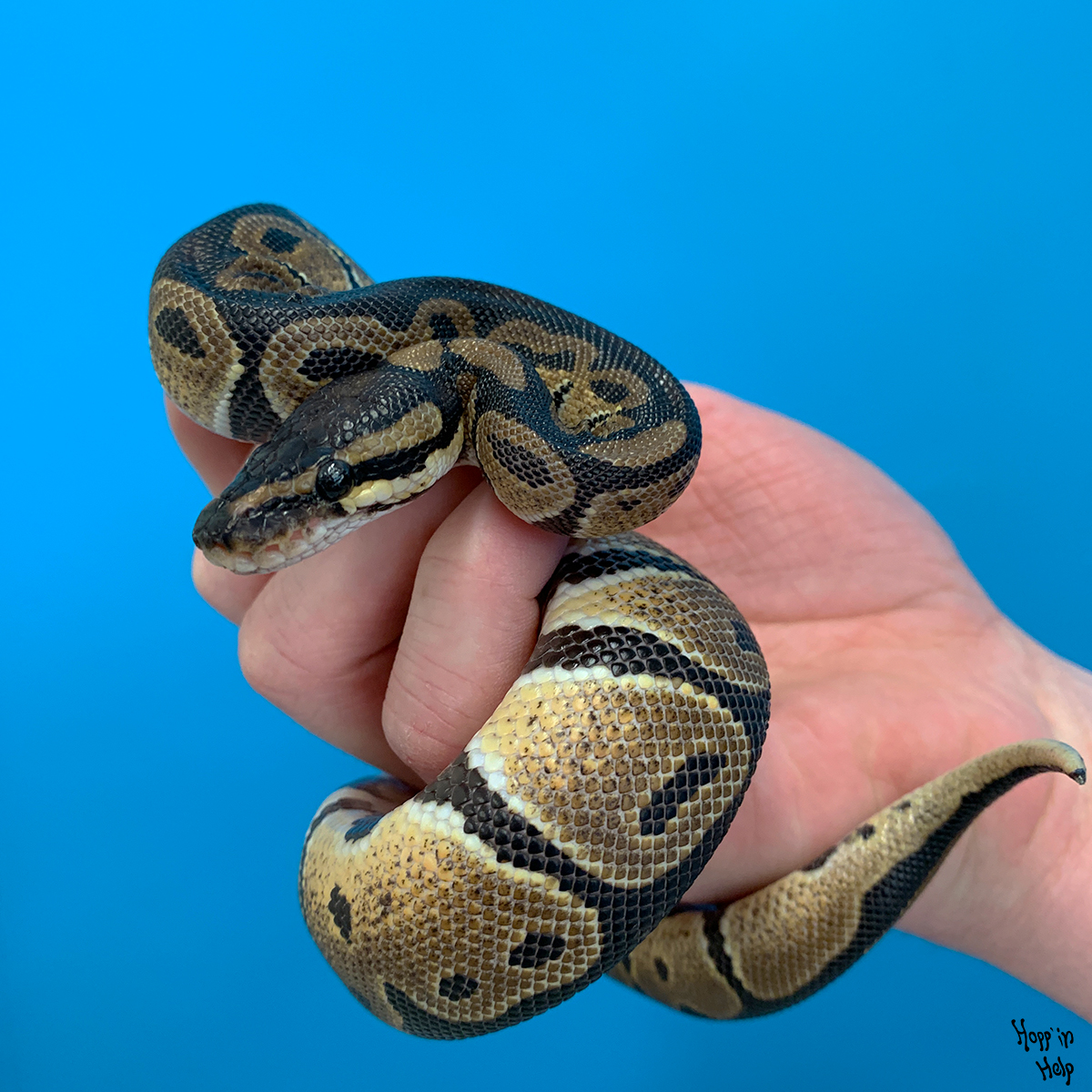Ball Python Care Sheet - Hopp'in Help